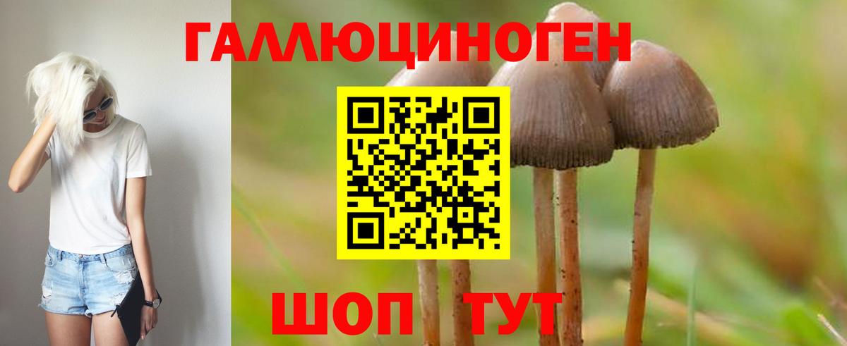 Галлюциногенные грибы Psilocybe Междуреченск